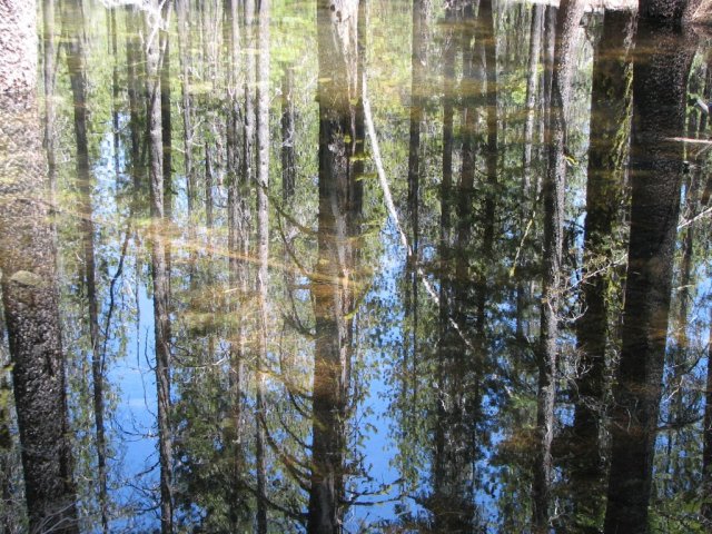 Lily Pond